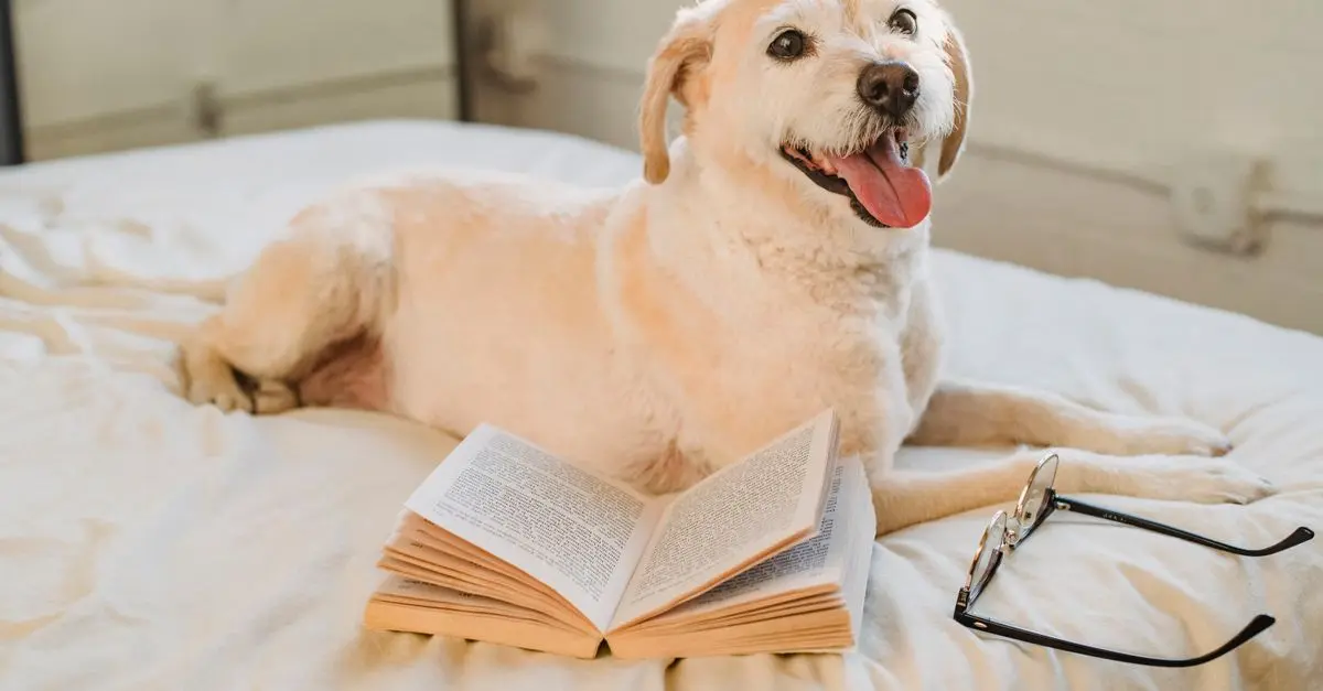 Les meilleurs conseils pour la santé des animaux âgés
