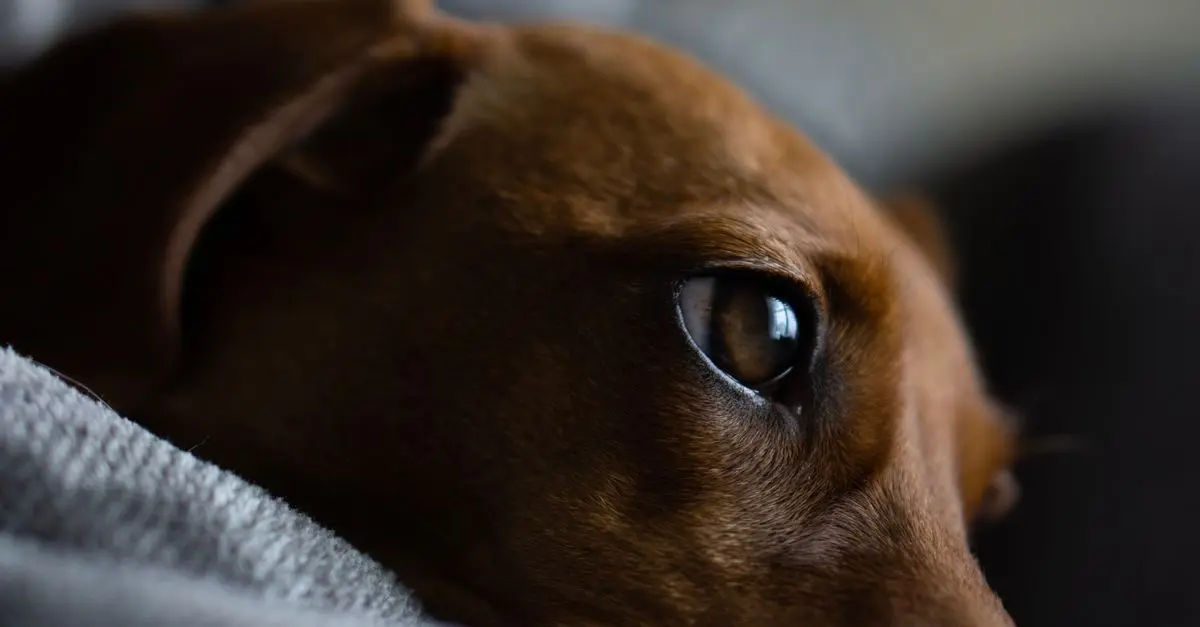 Les astuces pour améliorer la qualité de vie de votre animal âgé