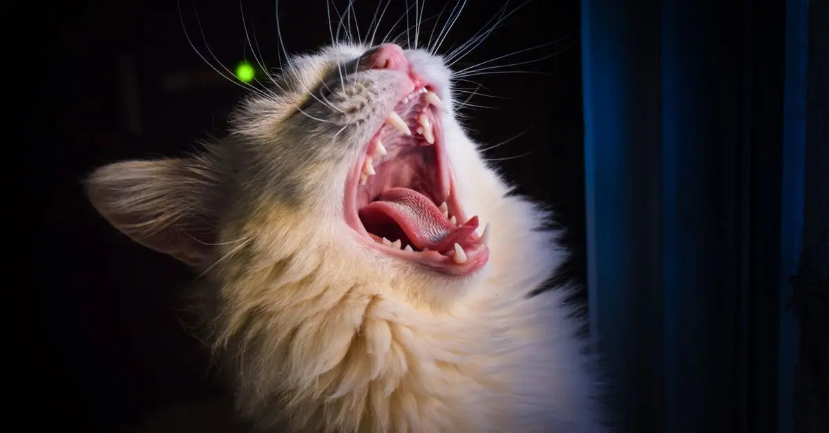 Tout sur les soins dentaires pour chats âgés