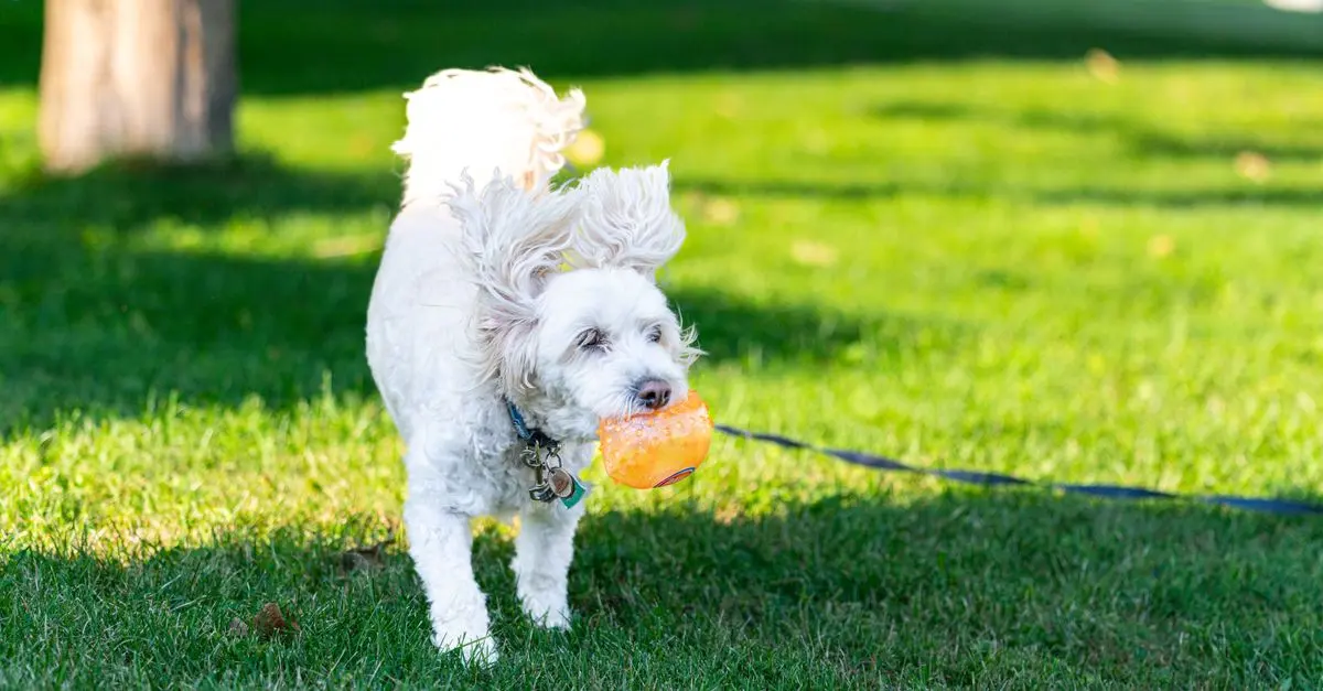 Comment choisir les bons jouets pour stimuler un animal âgé