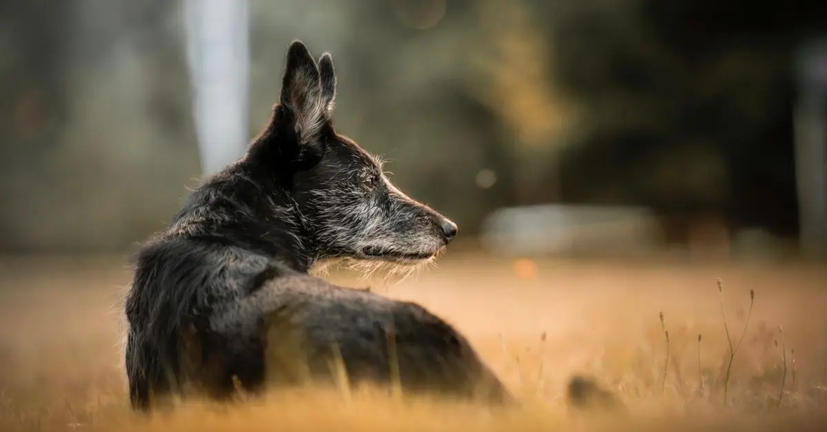 Reconnaître la démence chez les petits animaux