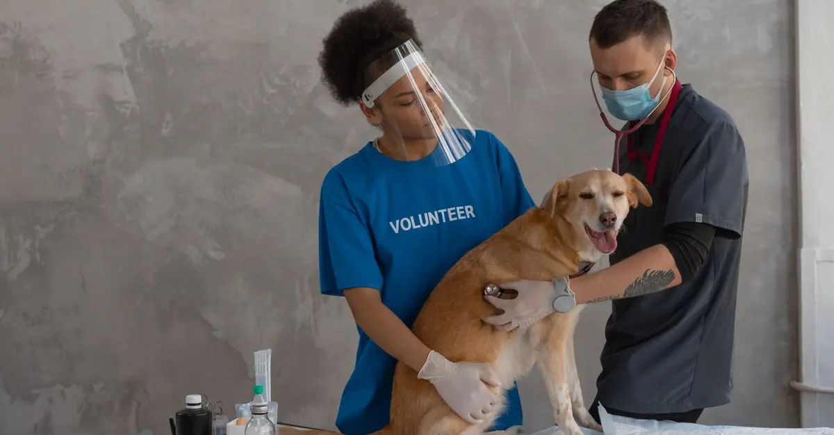 Comment gérer l'arthrite chez les animaux âgés