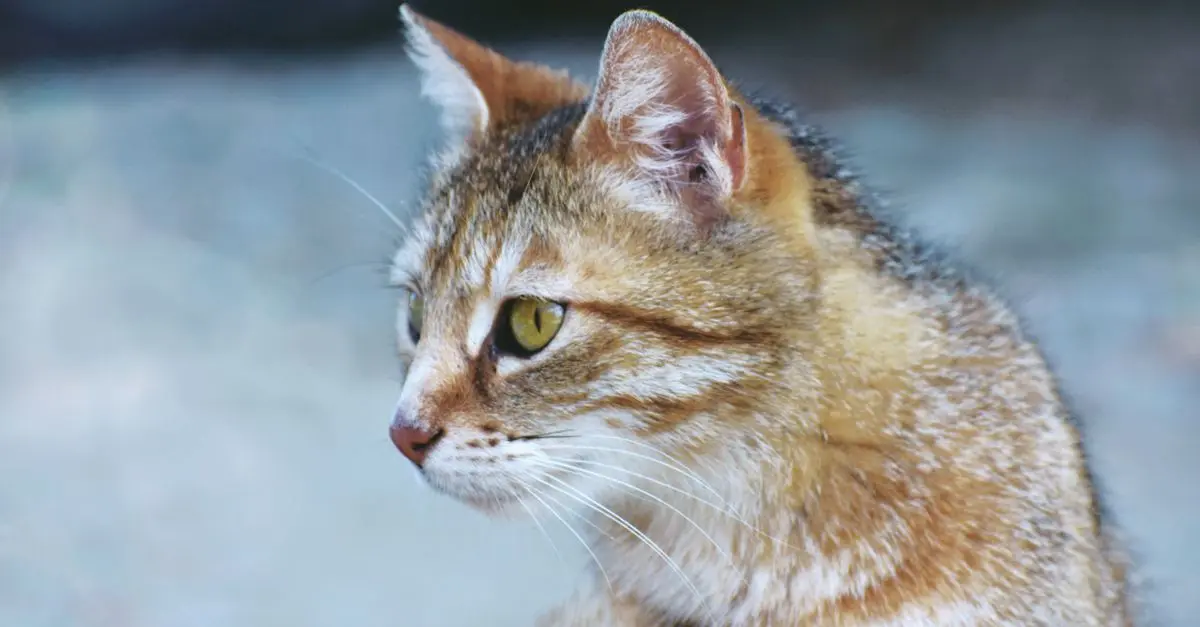 Comprendre la perte de vision chez les animaux seniors