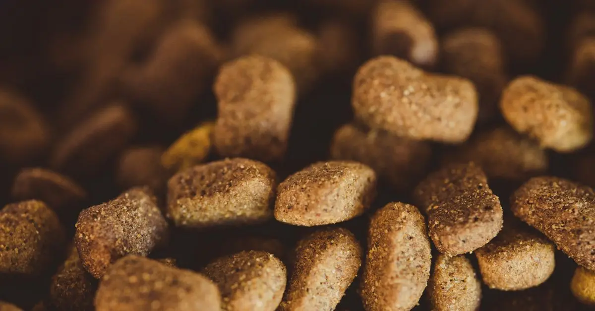 Les tendances 2026 : Alimentation innovante pour animaux seniors