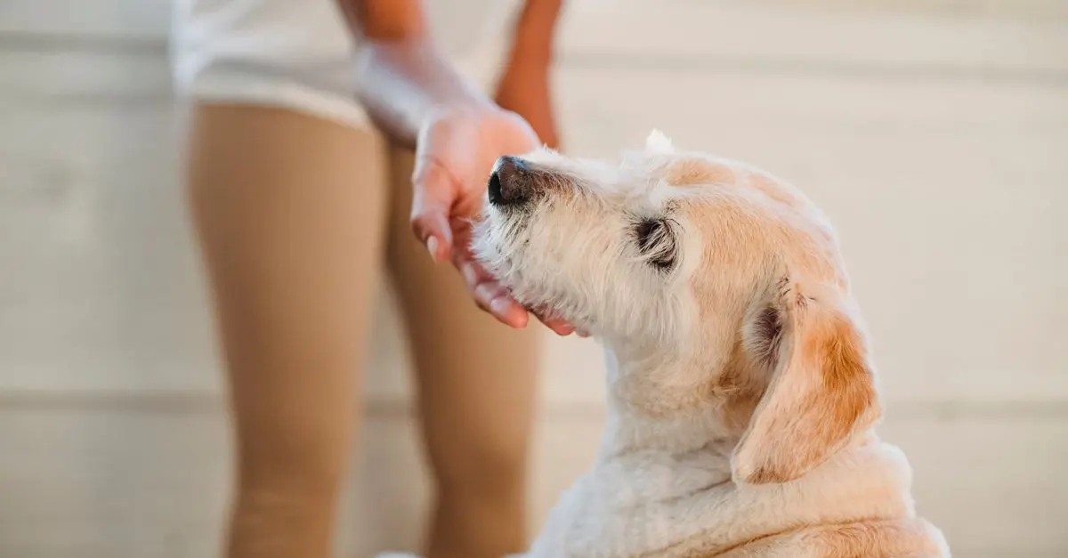 Biométrie et santé : Suivre la santé de vos vieux compagnons
