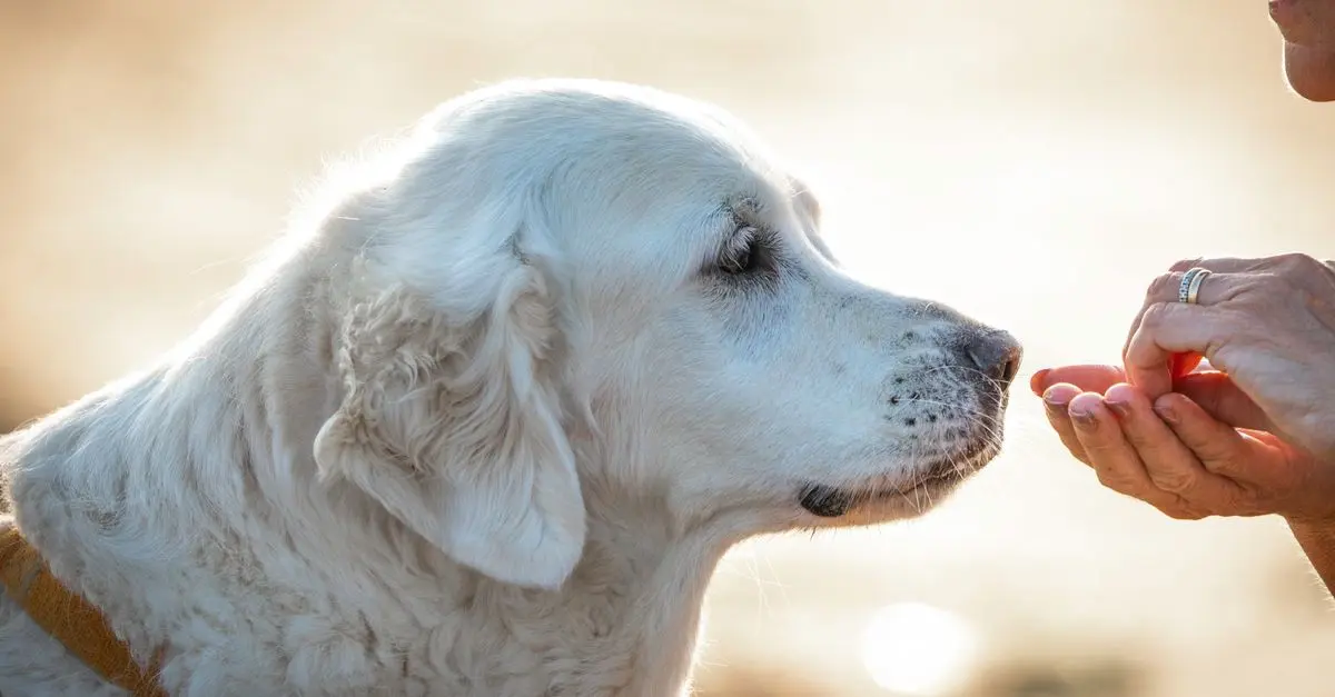 Alimentation spécialisée pour animaux âgés : tout ce qu'il faut savoir