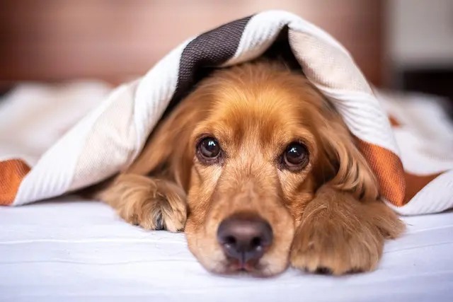 10 conseils pour améliorer le confort de votre animal âgé