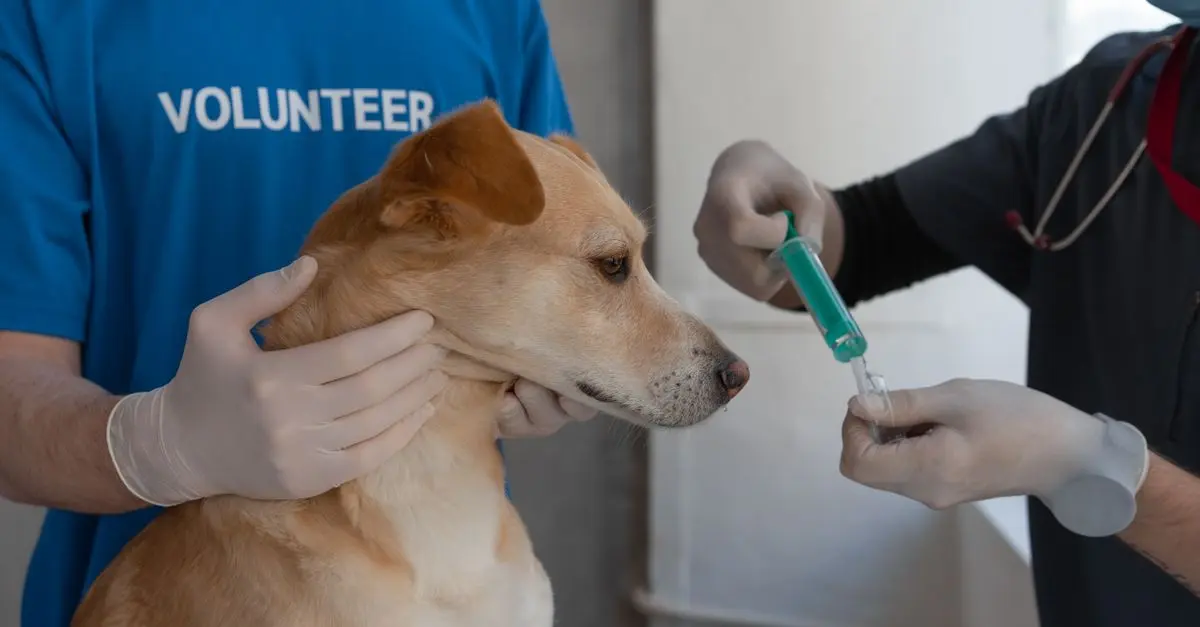 Comment faire face aux problèmes urinaires des animaux âgés
