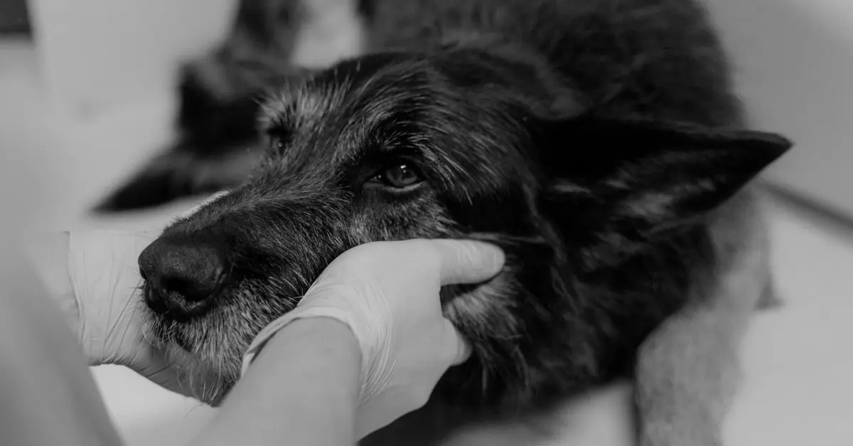 Les meilleurs exercices adaptés pour chiens âgés
