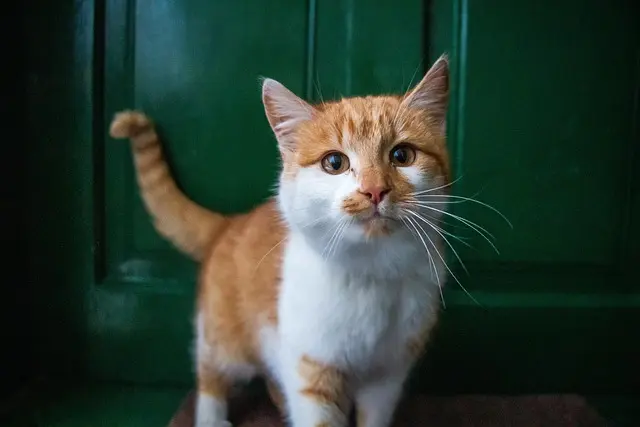 Les tendances 2026 : Innovations en soins pour animaux âgés