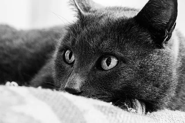 Techniques pour administrer des médicaments à un chat âgé