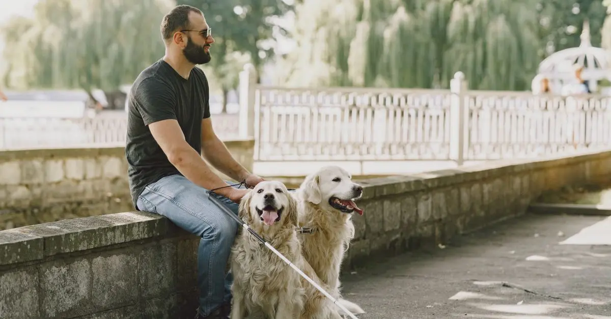 Les signes du vieillissement chez les chiens