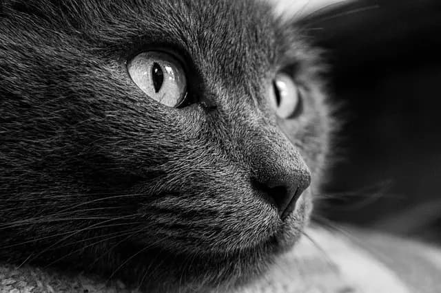 Suivi et soins pour animaux âgés atteints de diabète