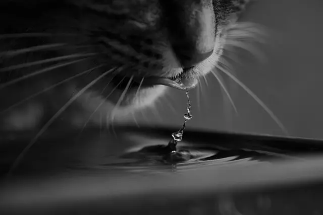 Les meilleures pratiques pour l'hydratation des animaux âgés