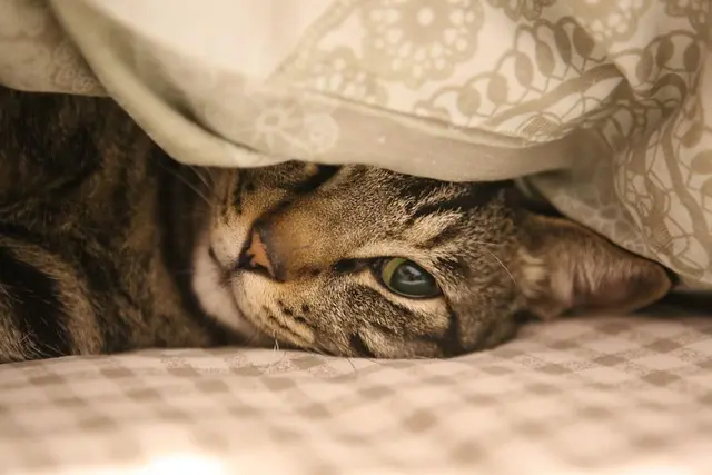 Les tendances 2026 : Méthodes de soins pour animaux âgés