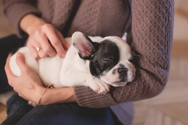 Comment choisir les meilleurs compléments pour animaux âgés