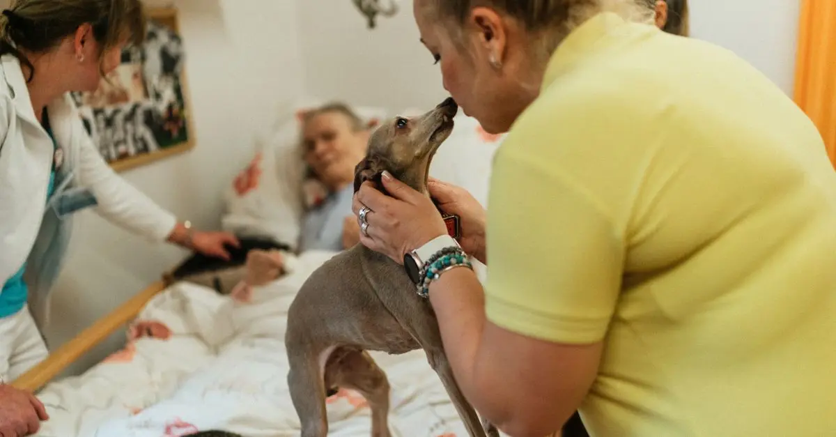 Assurer le confort de votre animal âgé en été
