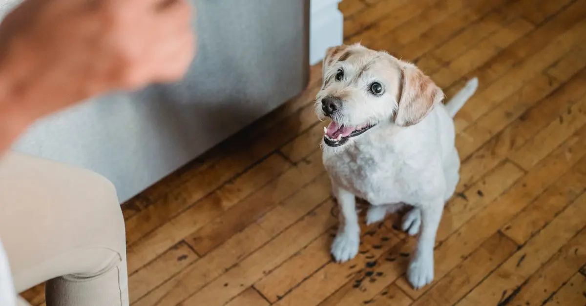 Les meilleures pratiques pour l'alimentation des animaux âgés