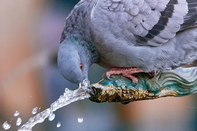 Les meilleures pratiques pour l'hydratation des animaux âgés