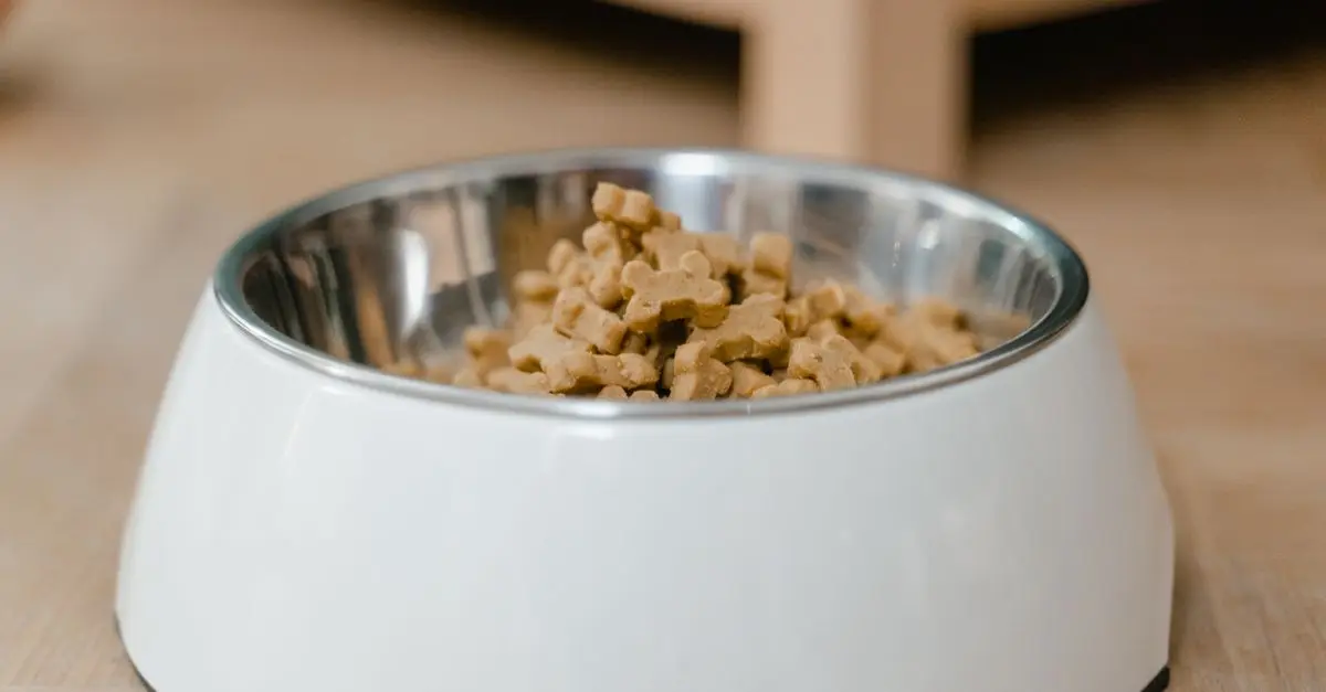 Les aliments à éviter pour les animaux âgés