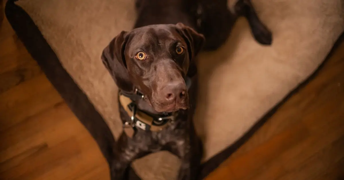 Les meilleures pratiques pour le bien-être des animaux âgés