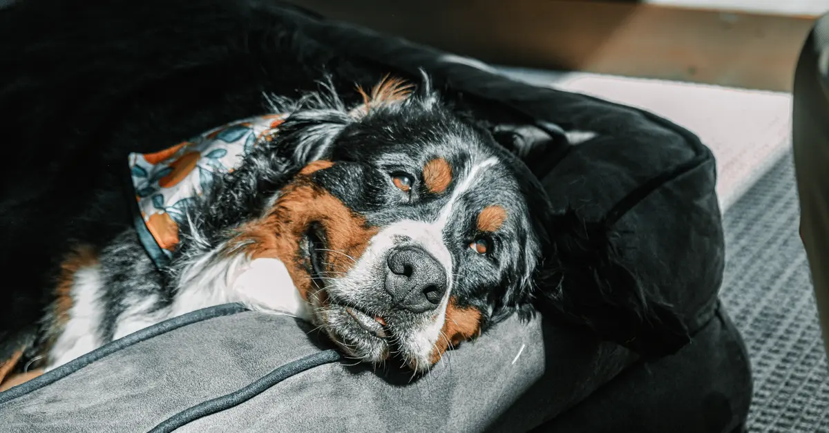 Les meilleures astuces pour gâter votre animal âgé
