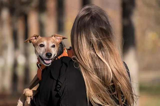 Top 10 des erreurs à éviter dans les soins des animaux âgés