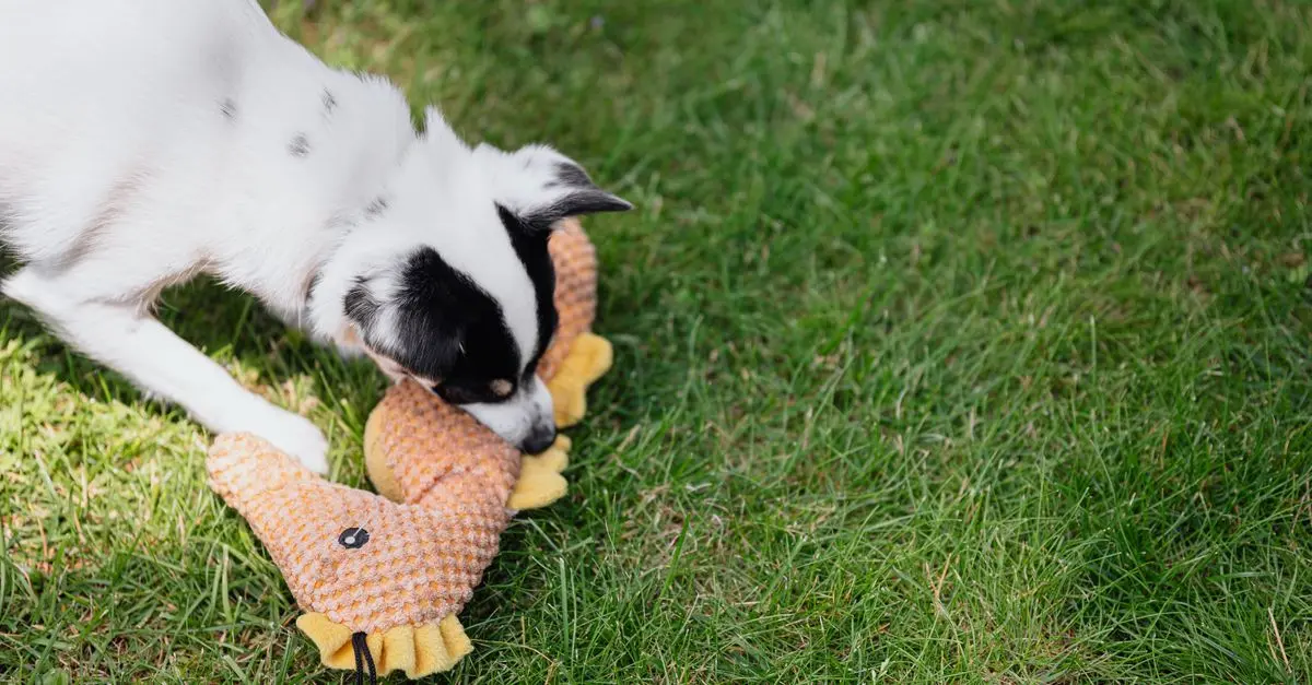 5 exercices simples pour stimuler les chiens âgés