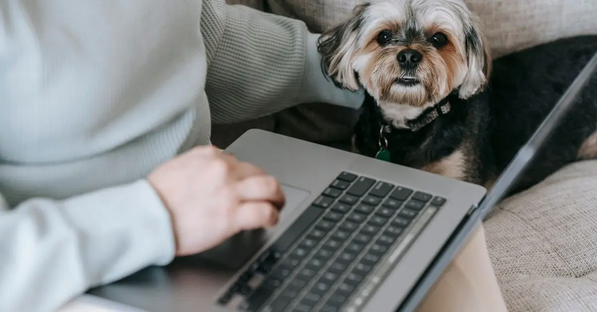 Comparatif : Meilleurs compléments alimentaires pour chiens âgés