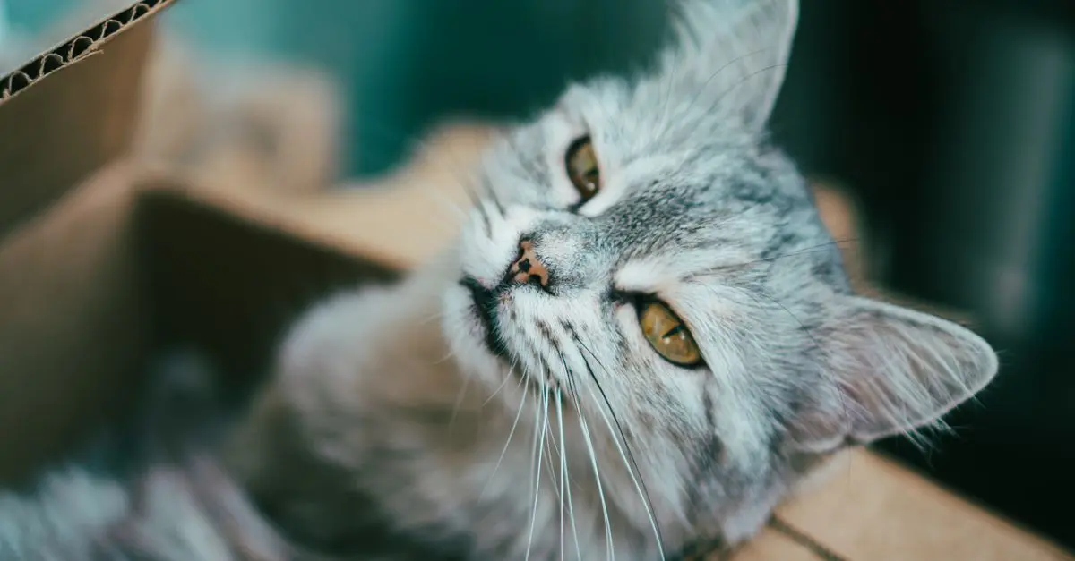 Comparatif des litières auto-nettoyantes pour chats seniors