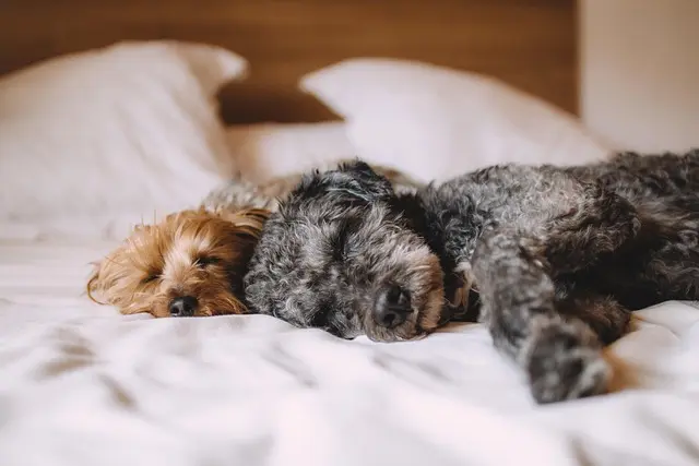 Comment améliorer le confort de votre animal âgé à la maison