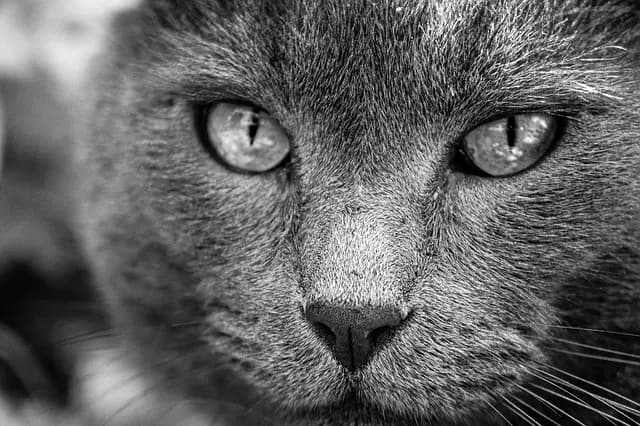 Les alternatives naturelles pour apaiser les douleurs animales