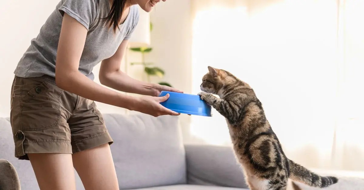 Les meilleures astuces pour une alimentation équilibrée chez les animaux âgés