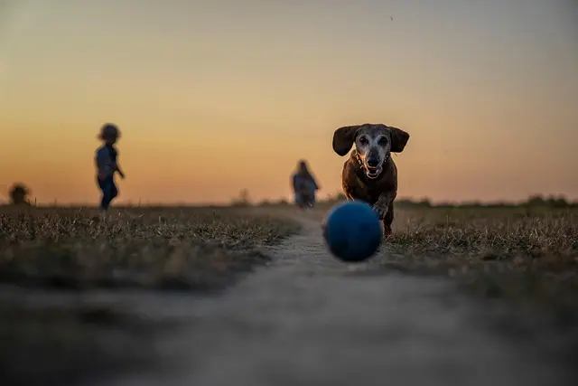 Comment stimuler l’esprit de votre animal âgé