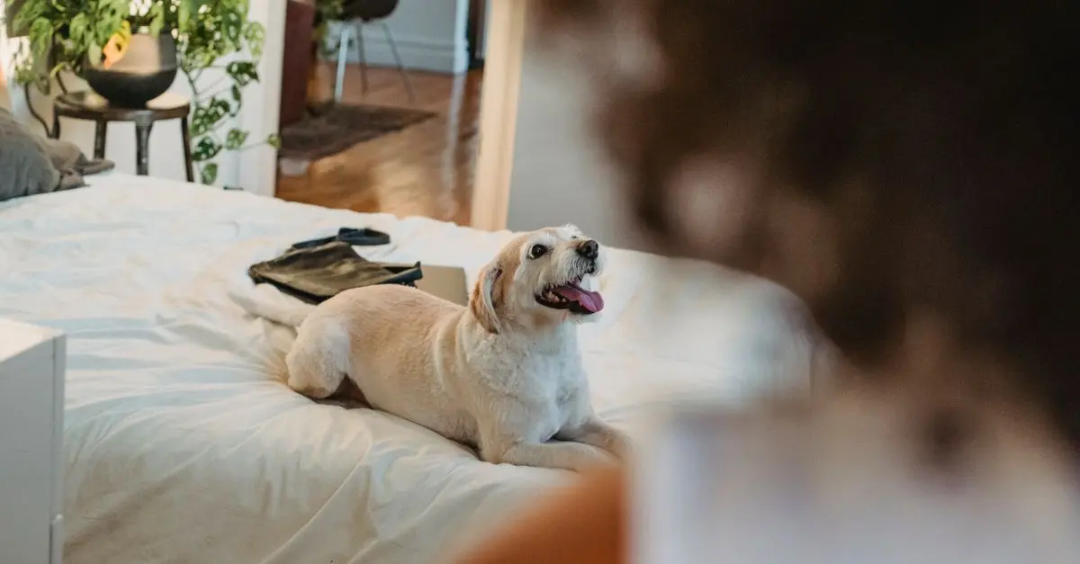 Les meilleures pratiques pour stimuler l'esprit des animaux âgés