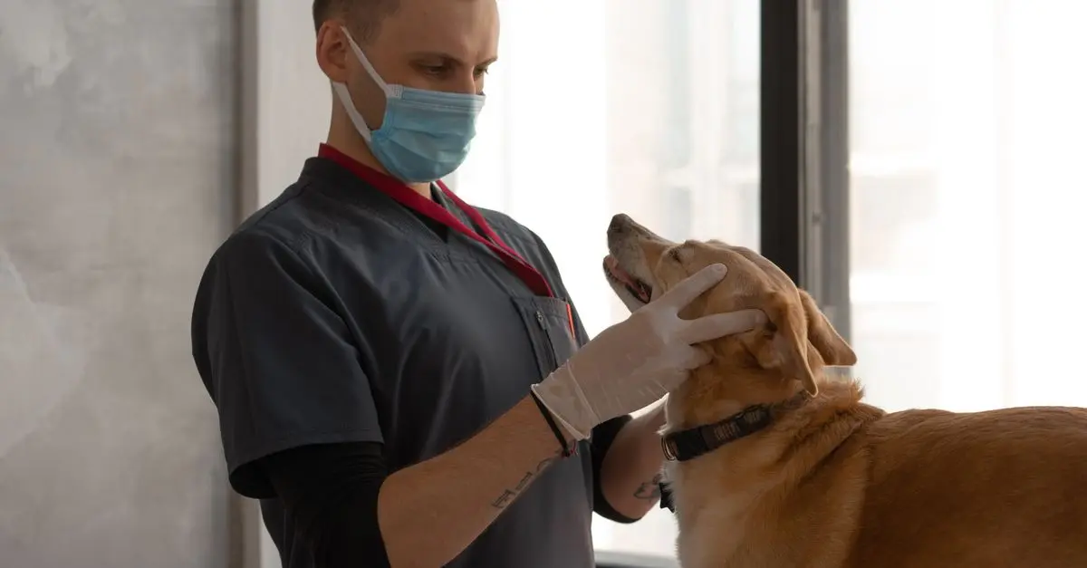 Approche holistique : soins naturels pour animaux âgés