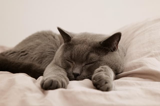 Les tendances 2026 en soins pour animaux âgés
