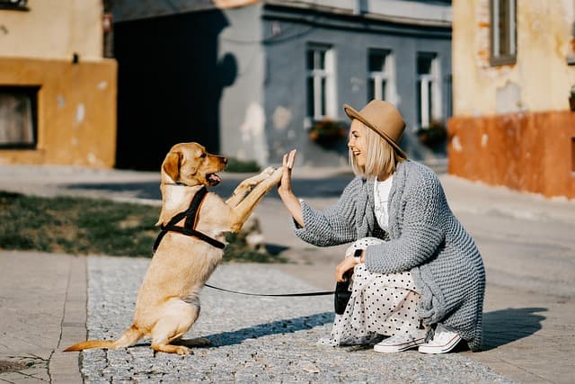 Les meilleures pratiques pour le suivi vétérinaire des animaux âgés