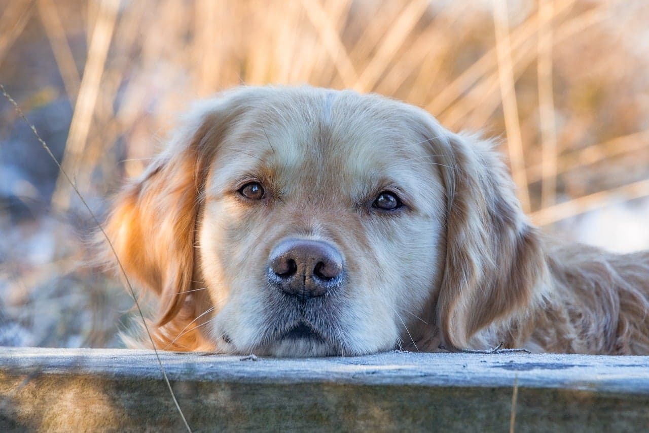 Conseils pratiques pour le toilettage des animaux vieux