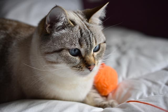Les meilleurs exercices adaptés pour les chats âgés