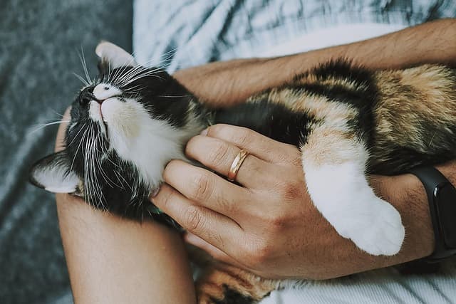 Les tendances 2026 en soins naturels pour animaux âgés
